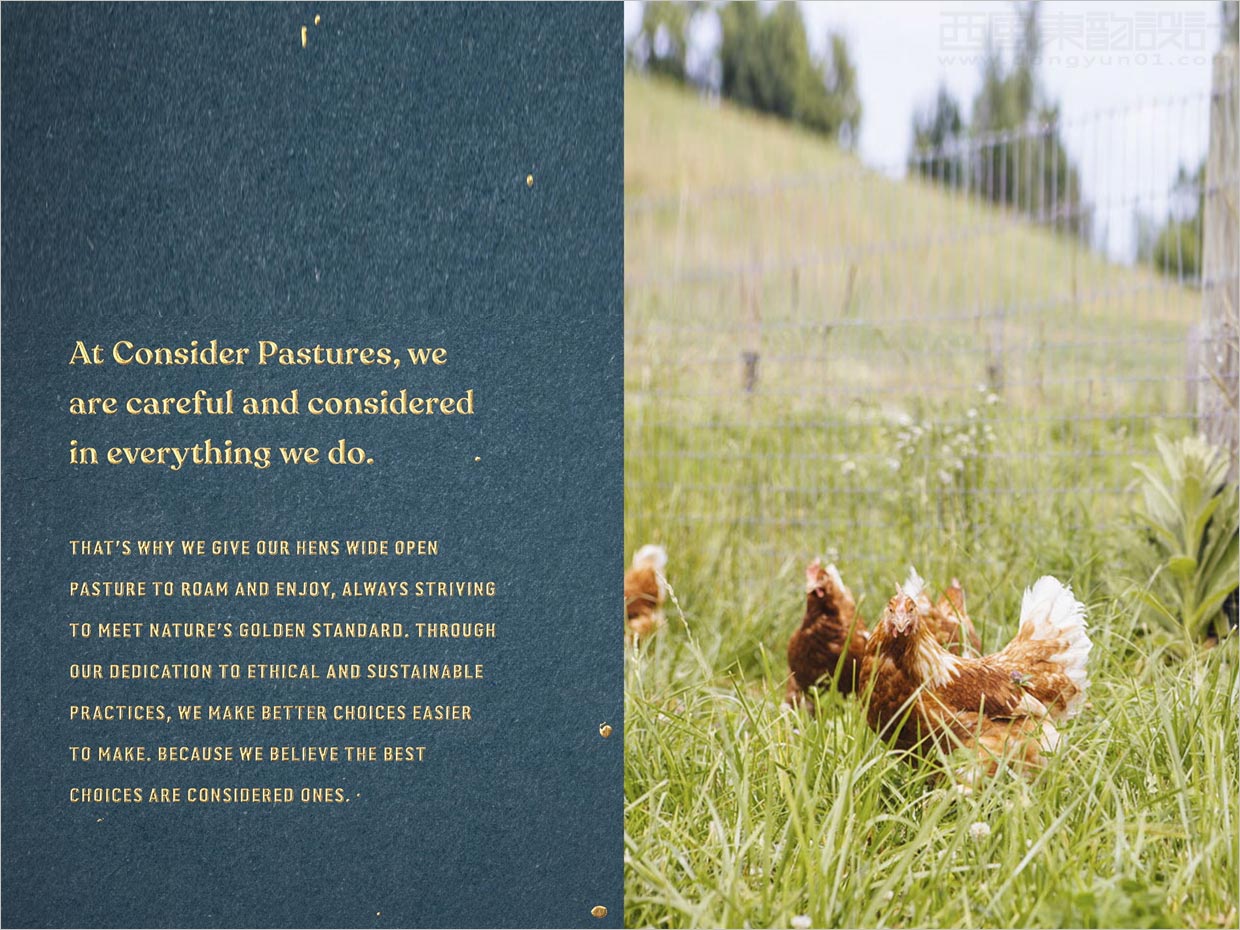 美國Consert Pastures雞蛋品牌產(chǎn)品手冊設(shè)計